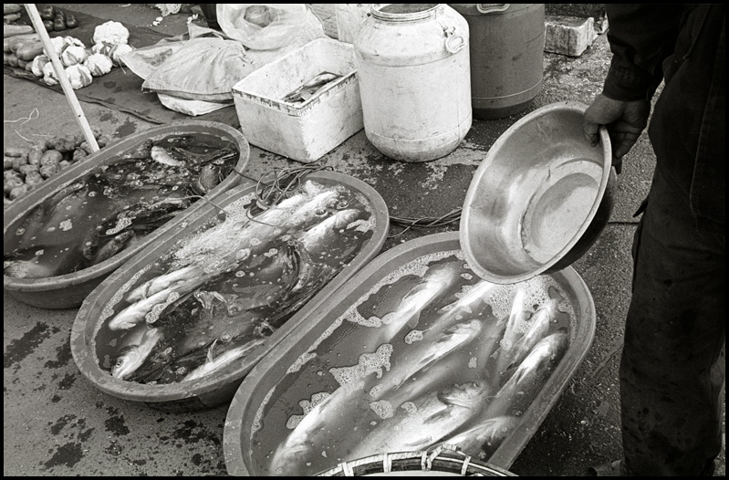 ©copyright Marco Giardini